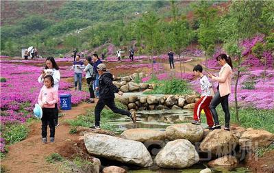 郴州蘇仙區(qū)脫貧致富花為媒良田千畝芝櫻盛放