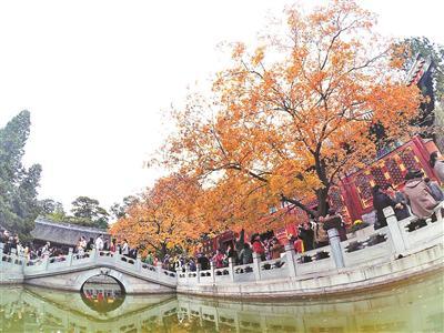19日開始的三個(gè)周末 北京香山將迎紅葉觀賞高峰日